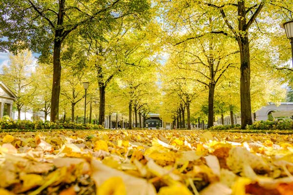 Herbst im Kurgarten