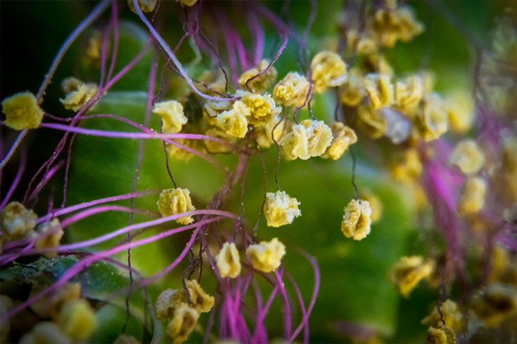 Pflanzenpollen Nahaufnahme