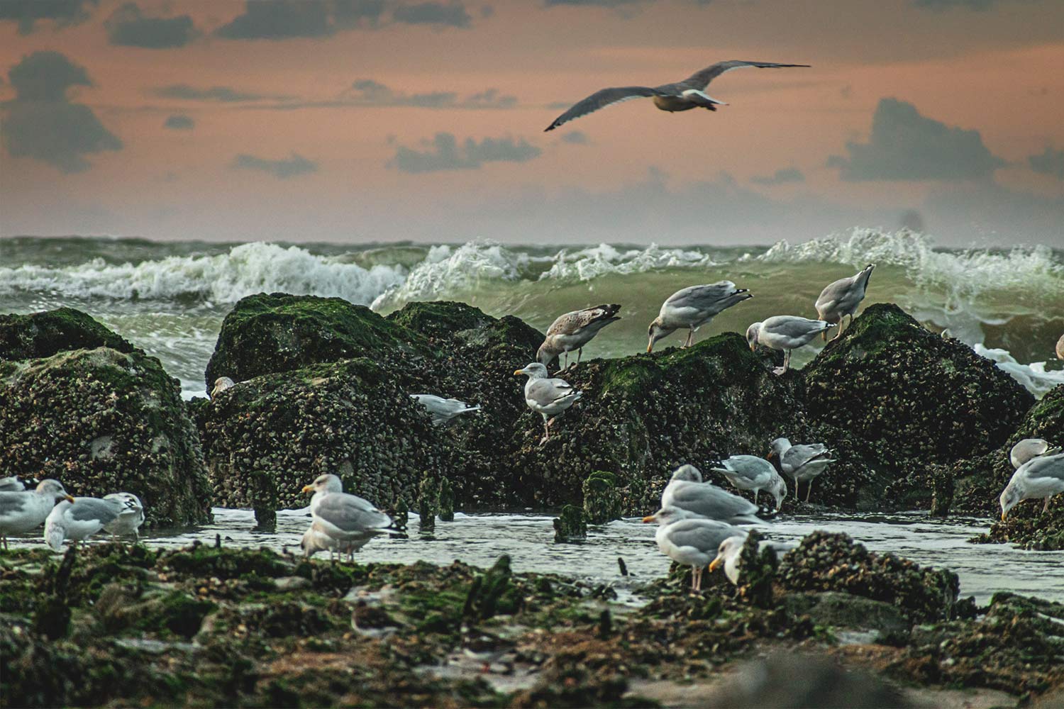 Bilder Bredene Strand - Möwen