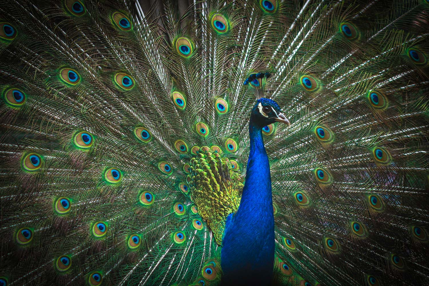 Wunderschöner Pfau