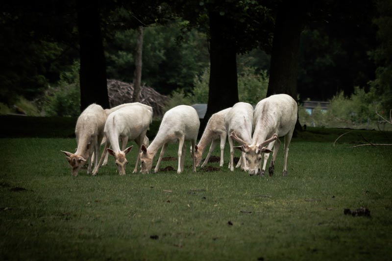 Rehe im Klaushof