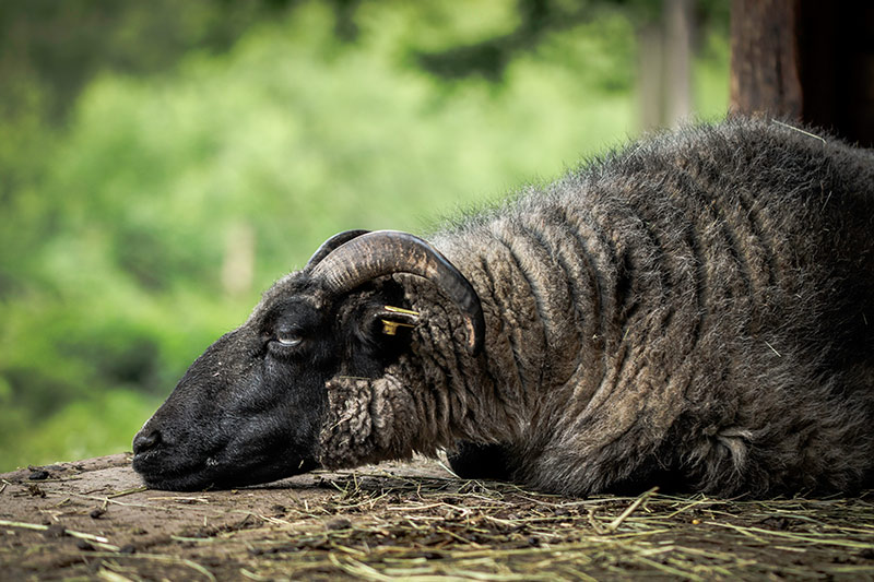 Ein Schaf ruht sich aus