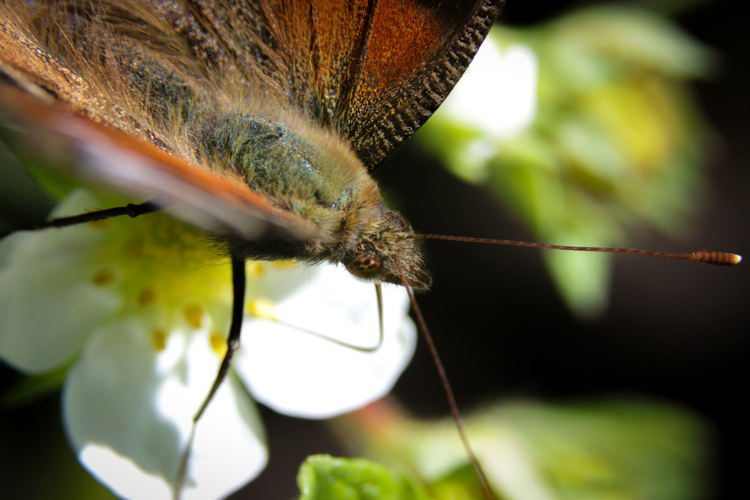 Schmetterling Nahaufnahme