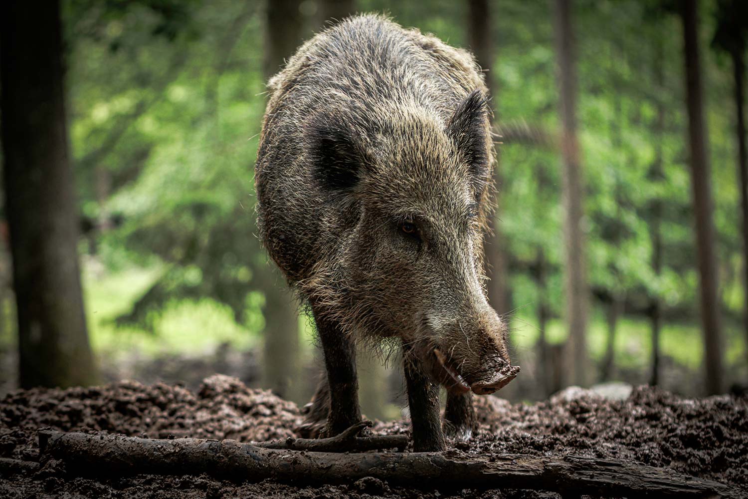 Wildschwein im Klaushof